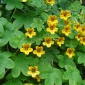 Tropaeolum ciliatum